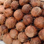 coconuts