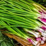 Onion Banner