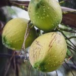 coconuts image1