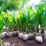 coconuts seeds