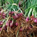 onion picture1